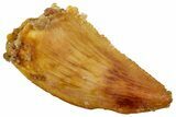 Serrated Raptor Tooth - Real Dinosaur Tooth #358019-1